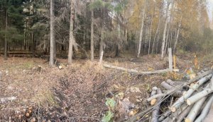В Медведевском районе возбуждено уголовное дело о незаконной рубке деревьев